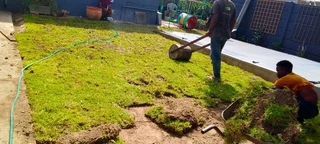 Roll on lawn buffalo grass