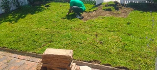 Roll on lawn buffalo grass