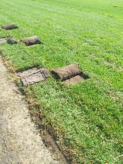 Roll on lawn buffalo grass