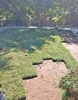 Roll on lawn buffalo grass