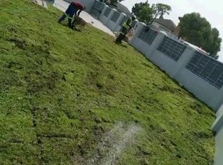 Green and fresh grass