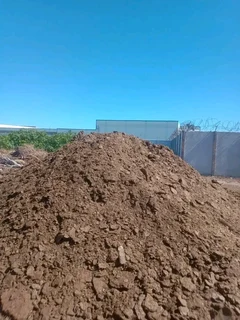 Green and fresh grass