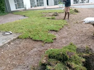 Green and fresh grass