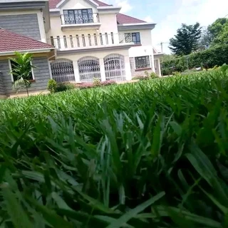 Supply and installa off Kikuyu grass