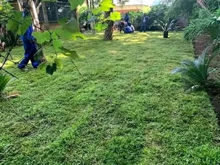 Supply and installa off roll on lawn Lm Berea grass