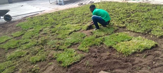 Supply and installa off roll on lawn Lm Berea grass