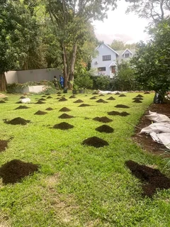 Supply and installa off roll on lawn Lm Berea grass