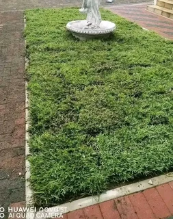 100%Roll on lawn green grass