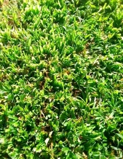 100%Roll on lawn green grass