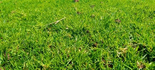 Roll on lawn Kikuyu grass