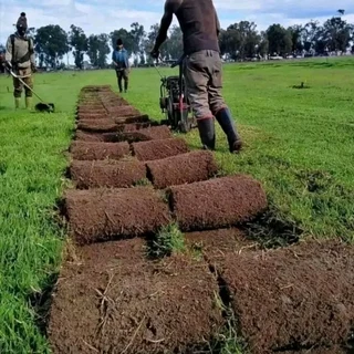 Roll on lawn   grass