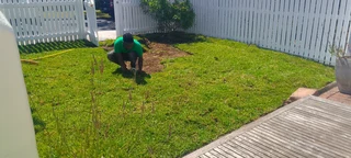 Roll on lawn   grass