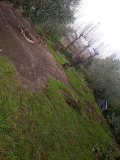 Roll on lawn   grass