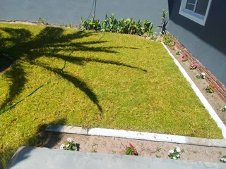 Supply and installa buffalo grass