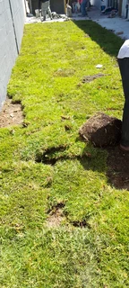 Supply and installa buffalo grass