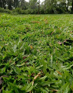 Top quality installatio green and fresh grass