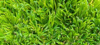 Delivery and installa off Kikuyu grass and compost weed free