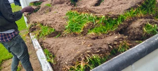 Delivery and installa off Kikuyu grass and compost weed free