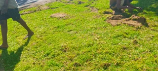 Delivery and installa off Kikuyu grass and compost weed free