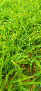 Delivery and installa off Kikuyu grass and compost weed free