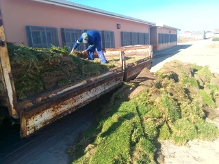 Roll on lawn Kikuyu grass