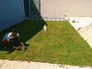 Roll on lawn Kikuyu grass