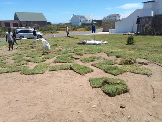 Roll on lawn Lm Berea grass