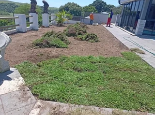 Roll on lawn Lm Berea grass