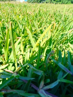 quality installation off national grass