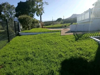 Delivery and installa off buffalo grass weed free