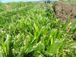 Roll on lawn Lm Berea grass