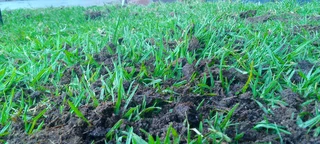 Roll on lawn Lm Berea grass