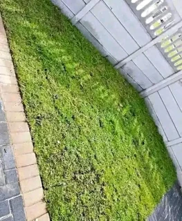 Roll on lawn Lm Berea grass