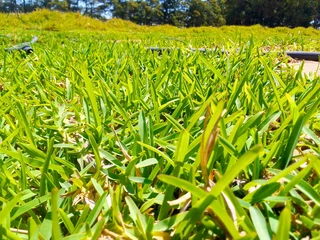 Delivery and installa buffalo grass weed free