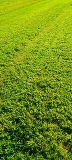 Delivery and installa buffalo grass weed free