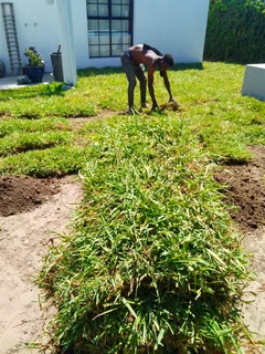 Roll on lawn Lm Berea grass