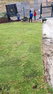 Roll on lawn Lm Berea grass