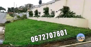 Roll on lawn Lm Berea grass