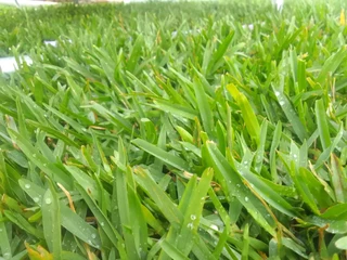 quality  grass delivery and installa Lm Berea grass and buffalo grass