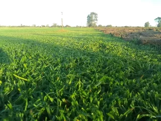 quality  grass delivery and installa Lm Berea grass and buffalo grass