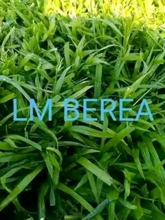 quality  grass delivery and installa Lm Berea grass and buffalo grass