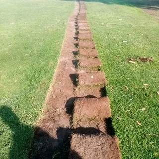 Roll on lawn Kikuyu grass