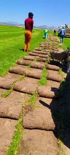 Roll on lawn Kikuyu grass