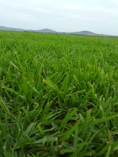 Roll on lawn Kikuyu grass
