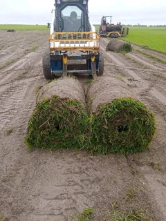 Roll on lawn Kikuyu grass