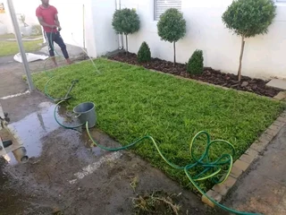 Roll on lawn Kikuyu grass