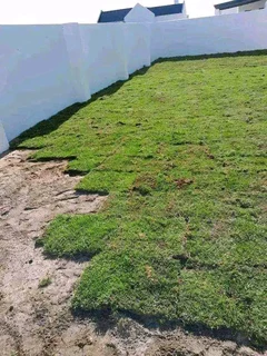 Roll on lawn Kikuyu grass