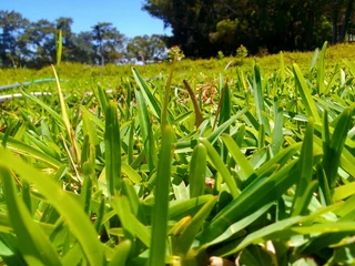 Delivery and installa buffalo grass
