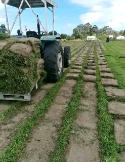 Delivery and installa buffalo grass