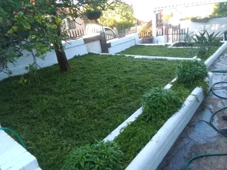 Delivery and installa buffalo grass